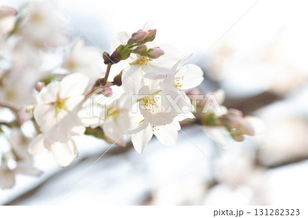 桜の花【品種:染井吉野】 桜の花【品種:染井吉野】 131282323