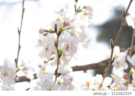 桜の花【品種:染井吉野】 桜の花【品種:染井吉野】 131282324