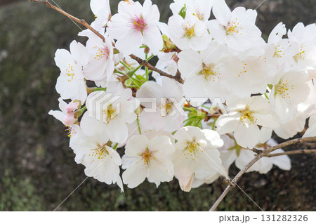 桜の花【品種:染井吉野】 桜の花【品種:染井吉野】 131282326
