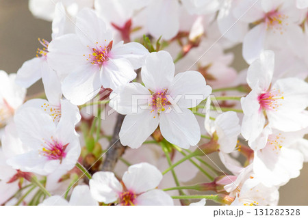 桜の花【品種:染井吉野】 桜の花【品種:染井吉野】 131282328