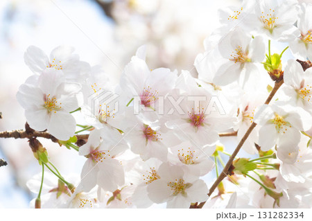 桜の花【品種：染井吉野】 131282334