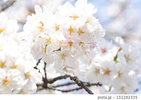 桜の花【品種：染井吉野】 131282335