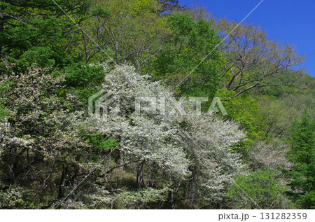 清々しい空気漂う光徳牧場。木々も牧草も緑豊かに茂っている。平和な日本の姿。 清々しい空気漂う光徳牧場。木々も牧草も緑豊かに茂っている。平和な日本の姿。 131282359