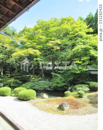 泉涌寺 初夏の庭園 泉涌寺 初夏の庭園 131282428