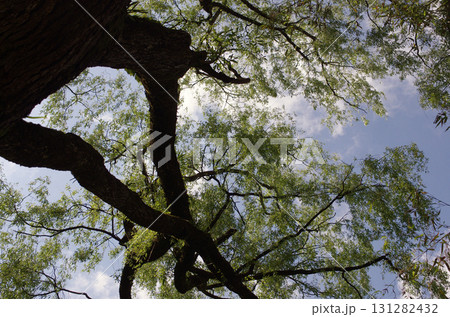 山に入って樹木を眺めるのは楽しい。初々しい木、生命力あふれる木、老練な木。人の人生そのものだ。 131282432