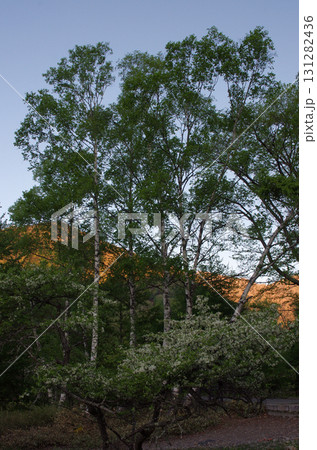 山に入って樹木を眺めるのは楽しい。初々しい木、生命力あふれる木、老練な木。人の人生そのものだ。 131282436