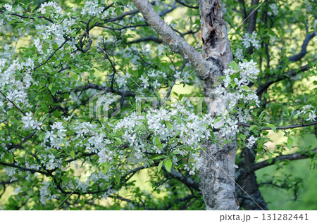 山に入って樹木を眺めるのは楽しい。初々しい木、生命力あふれる木、老練な木。人の人生そのものだ。 山に入って樹木を眺めるのは楽しい。初々しい木、生命力あふれる木、老練な木。人の人生そのものだ。 131282441