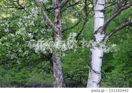 山に入って樹木を眺めるのは楽しい。初々しい木、生命力あふれる木、老練な木。人の人生そのものだ。 131282442