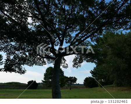 ラムサールの湖沼に陽が沈む。暑かった今日一日。優しい風が皮膚を撫でて通り過ぎていった。 131282461