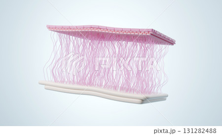 健康で美しい皮膚の断面図 コラーゲンとエラスチンが豊富な肌構造 131282488