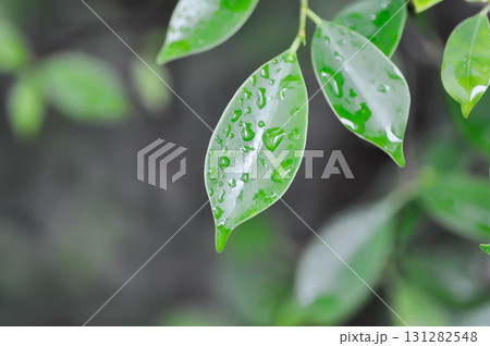 banyan tree or Ficus annulata or ficus bengalensis and rain droplet banyan tree or Ficus annulata or ficus bengalensis and rain droplet 131282548