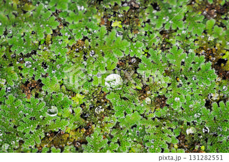Azolla Microphylla, Azolla Nilotica or Azolla Anabaena or Water fern or Azolla filiculoides or water lettuce ,stemless water plant or duckweed Azolla Microphylla, Azolla Nilotica or Azolla Anabaena or Water fern or Azolla filiculoides or water lettuce ,stemless water plant or duckweed 131282551