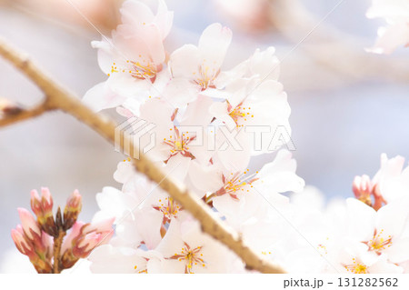 桜の花【品種：江戸彼岸】 131282562