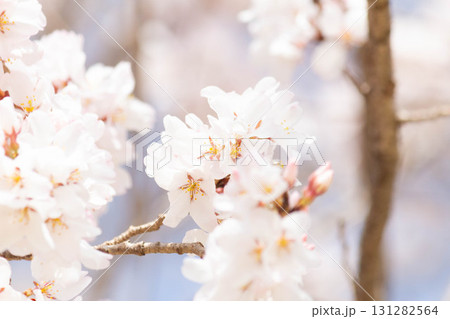 桜の花【品種：江戸彼岸】 131282564