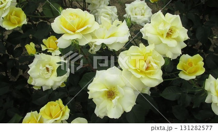 バラ　カスクドール 131282577