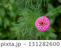 一輪のピンクの百日草 131282600