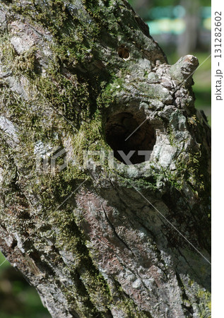 樹肌を眺めるのは楽しい。初々しい肌、生命力あふれる肌、老練な肌。人の人生そのものだ。 131282602