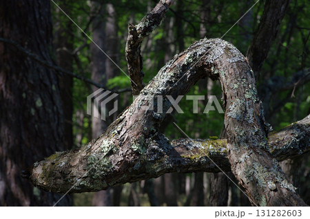 樹肌を眺めるのは楽しい。初々しい肌、生命力あふれる肌、老練な肌。人の人生そのものだ。 131282603