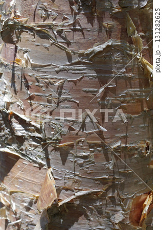 樹肌を眺めるのは楽しい。初々しい肌、生命力あふれる肌、老練な肌。人の人生そのものだ。 131282625