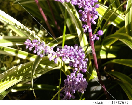 花盛りの紫色のヤブランの花01 131282677