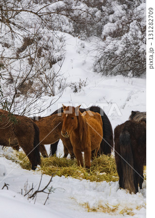馬 午 雪 131282709