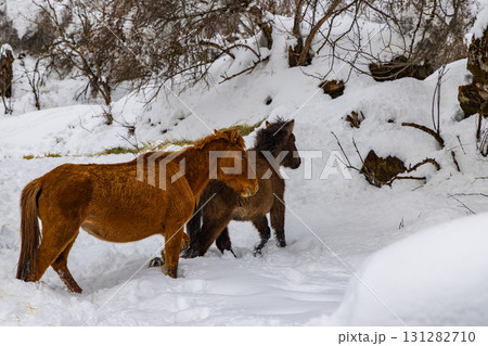 馬 午 雪 131282710