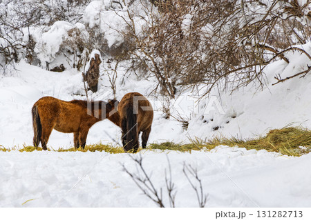 馬 午 雪 131282713