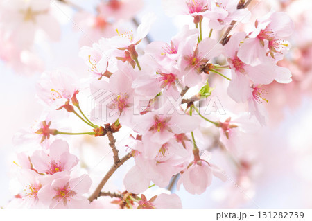 桜の花【品種:高遠小彼岸】 桜の花【品種:高遠小彼岸】 131282739