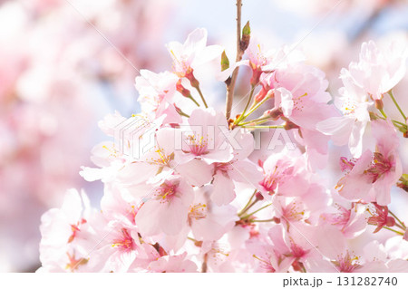 桜の花【品種：高遠小彼岸】 131282740