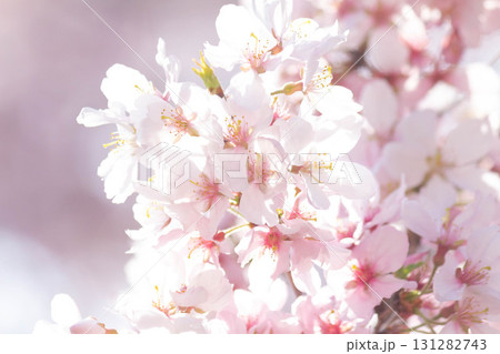 桜の花【品種：高遠小彼岸】 131282743