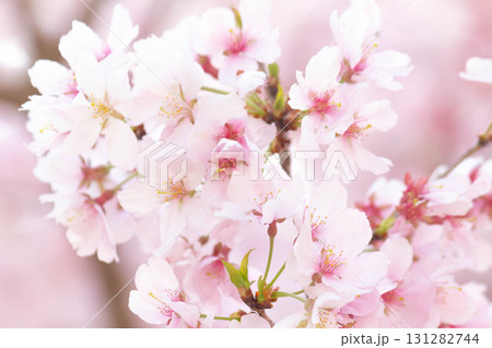 桜の花【品種：高遠小彼岸】 131282744
