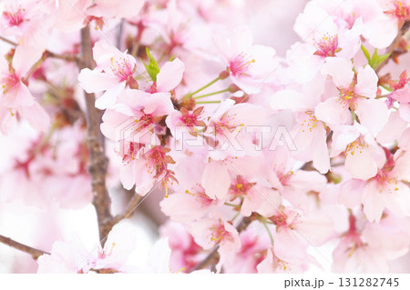 桜の花【品種：高遠小彼岸】 131282745