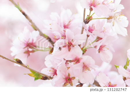 桜の花【品種:高遠小彼岸】 桜の花【品種:高遠小彼岸】 131282747