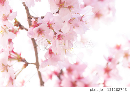 桜の花【品種：高遠小彼岸】 131282748