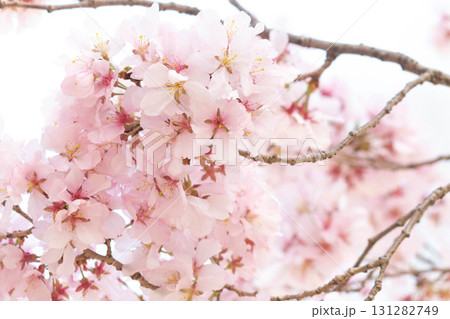 桜の花【品種：高遠小彼岸】 131282749