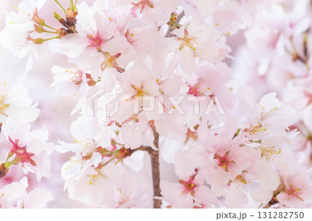 桜の花【品種：高遠小彼岸】 131282750