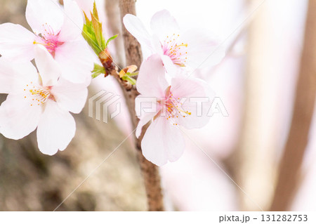 桜の花【品種:高遠小彼岸】 桜の花【品種:高遠小彼岸】 131282753