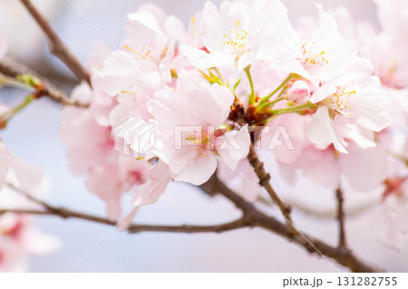 桜の花【品種：高遠小彼岸】 131282755