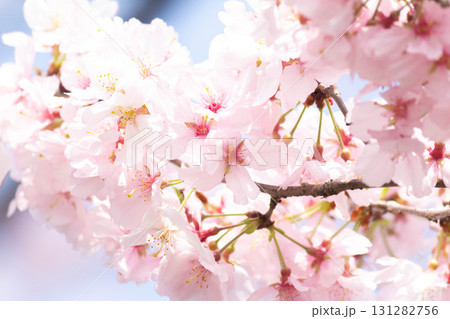 桜の花【品種：高遠小彼岸】 131282756