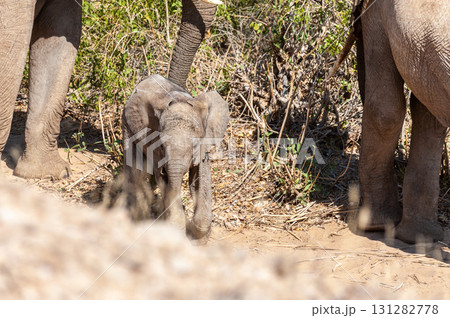 Desert Elephant in Namibia 131282778