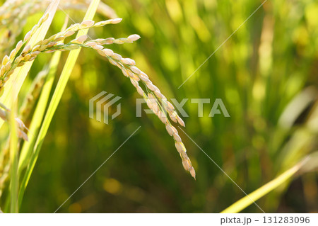 収穫間近の稲穂 131283096