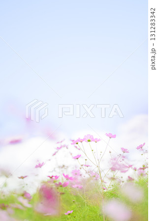 満開のコスモスと青空(特殊撮影による柔らかいトーン) 満開のコスモスと青空(特殊撮影による柔らかいトーン) 131283342