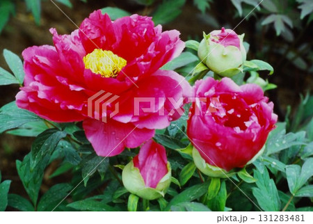 鮮やかに咲く赤い牡丹の花 131283481