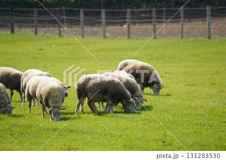 のどかに草を食む羊 131283530