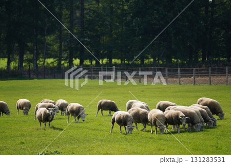 のどかに草を食む羊 131283531
