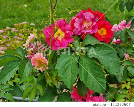 Beautiful flowers in the garden. Rosa "Blanda". Parthenocissus. Beautiful flowers in the garden. Rosa "Blanda". Parthenocissus. 131283607