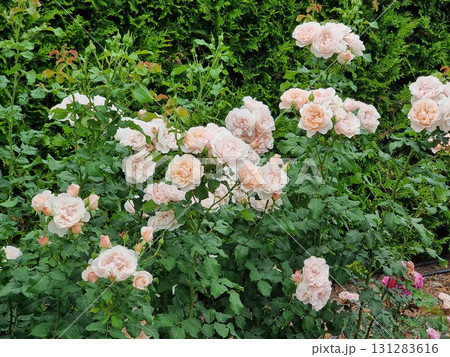 Beautiful Roses In The Garden Beautiful Roses In The Garden 131283616