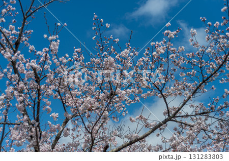 青空に映える満開の桜 131283803