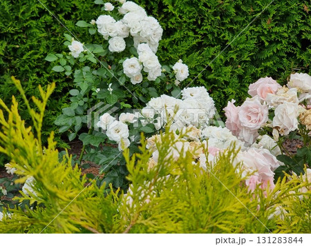 Beautiful Flowers In The Garden 131283844