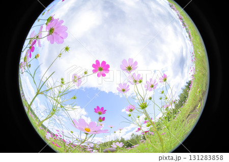 満開のコスモス（魚眼レンズ） 131283858